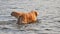 Adorable Golden Retriever on nature background shaking water off.