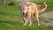 Adorable Golden Retriever on nature background shaking water off.