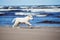 Adorable golden retriever puppy on a beach