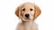 Adorable Golden Retriever Puppy With Distinct Facial Features