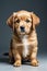 Adorable Golden Retriever Puppy Dog in Spotlight Front View Portrait