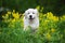 Adorable golden retriever puppy outdoors in summer