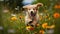 Adorable Golden Retriever Puppy Playfully Chasing Butterfly in Vibrant Field