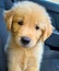 Adorable Golden retriever puppy sitting in a car seat, paws resting on the soft cushions