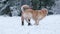 Adorable Golden Retriever Running On The Snow