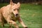 Adorable Golden Toller Dog Running and Jumping