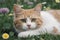 Adorable Grass Napper: Cute Kitten Lounging in the Greenery.