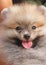 Adorable gray and brown fluffy pomeranian dog  with happy face and tongue out from mouth