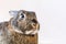 Adorable gray and brown rabbit portrait