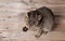 Adorable gray cat lave on a wooden