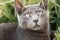 An adorable gray fur cat is staring with curious and big eyes.