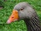 Adorable gray goose with orange beak in the zoo