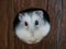 Adorable gray hamster peeking out from a hole in a wooden fence