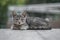 Adorable gray kitten lies and looks at the camera