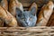 Adorable Gray Kitten Peeking Out from a Basket of Fresh Baked Baguettes