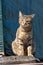 Adorable gray tabby cat with bright green eyes perched atop a gray stone surface