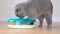 An adorable gray tabby cat plays with a toy indoors - exploring pet fun and cat activities