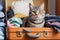 Adorable Gray Tabby Cat Relaxing in an Open Suitcase Amid Summer Clothes.