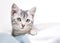 An adorable gray tabby domestic shorthair kitten