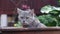 Adorable gray tabby  in garden , nature pet background