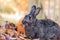 Adorable gray and white domestic bunny rabbit eats fresh maple leaves in the fall