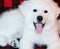 Adorable Great Pyrenees Puppy Panting