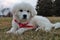 Adorable Great Pyrenees Puppy in Red Bandana