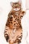 Adorable green-eyed spotted bengal cat