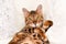 Adorable green-eyed spotted bengal cat