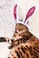 Adorable green-eyed spotted bengal cat with rabbit ears