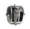 Adorable grey British Shorthair cat inside carrier on white background