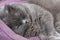 Adorable grey british straight cat is taking rest in the lavender cat`s bed