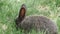 Adorable grey bunny rabbit at Jericho beach, Canada, Summer 2018.