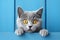 adorable grey cat on blue background, AI generated