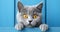 adorable grey cat on blue background, AI generated