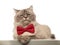 Adorable grey cat looking stylish wearing a red bowtie