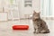 Adorable grey cat near litter box indoors
