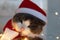 Adorable grey cat in red santa hat with cristmas lights looking at camera