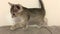 Adorable grey kitten sneaking, cautiously walking on top of sofa