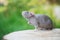 Adorable grey pet rat posing outdoors