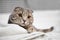 Adorable grey scottish fold tabby cat are squat on white bed in the room