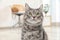 Adorable grey tabby cat