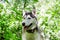 Adorable grey and white Husky dog in a garden with blossom white flowers of apple tree