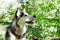 Adorable grey and white Husky dog in a garden with blossom white flowers of apple tree