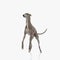 adorable greyhound dog standing on back legs and looking away