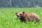 Adorable Grizzly bear (Ursus arctos horribilis) eating grass