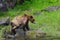 Adorable Grizzly bear (Ursus arctos horribilis) walking next to the lake