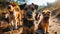 adorable group of many dogs sitting and standing