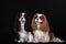 Adorable group of two cavalier king charles spaniels in the photo studio on the black background