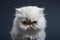 Adorable Grumpy Kitten, Generative Ai